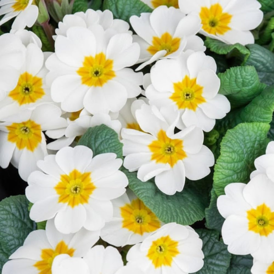 Primrose Live Plant, White Primrose Plant in 4'' Pot, 4-6'' Tall, Hardy Primrose Flower Plant, Colorful Blooms, Perennial Plants