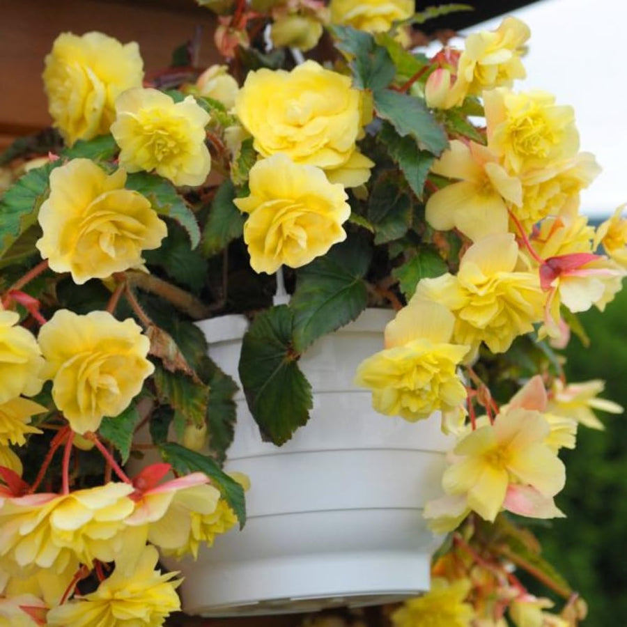 3 Yellow Begonia Live Plants, Begonia Flowering Plants, Flowers Outdoor Garden 4 Inches
