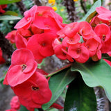 Red Crown of Thorns Plant Live, Euphorbia Milii Flowering Succulent Live Plant, 4 Inch Pot, Large Blooms