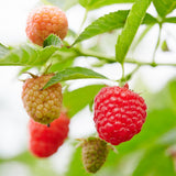 Red Raspberry Live Plant in 4 Inch Pot, 6-8 Inch Tall - Sweet Raspberry Plants, Berry Fruit Starter Plant for Outdoor Garden