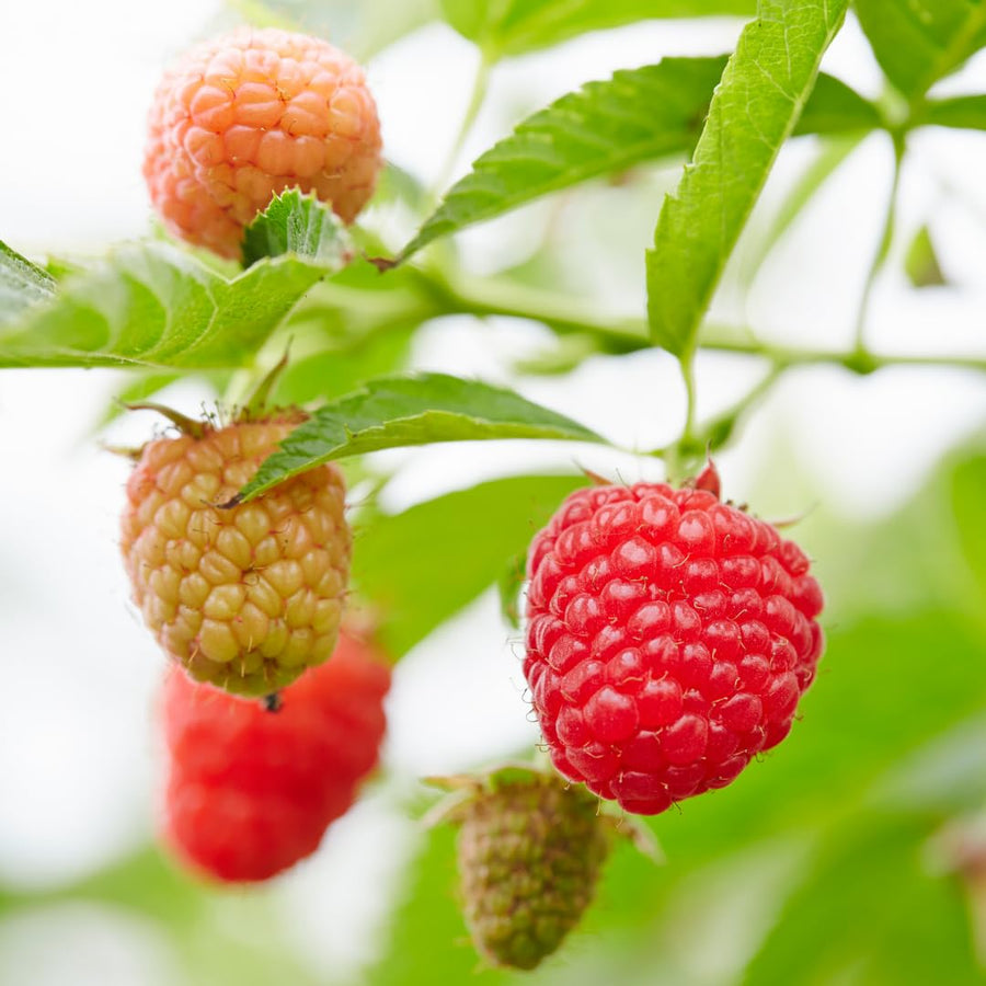 Red Raspberry Live Plant in 4 Inch Pot, 6-8 Inch Tall - Sweet Raspberry Plants, Berry Fruit Starter Plant for Outdoor Garden