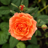 Fragrant Rose Bushes Plant Live, Orange Rose Climbing Flower Trees, Bright Orange Live Roses Bushes Bare Root Ready to Plant, 5-10 Inc Tall