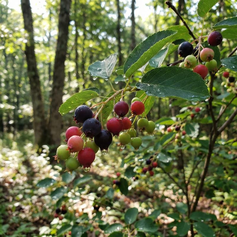 2 Serviceberry Bare Root Plants 14-16 Inches Tall, Cold Hardy Berry Plant for Outdoor Garden, Ready to Grow