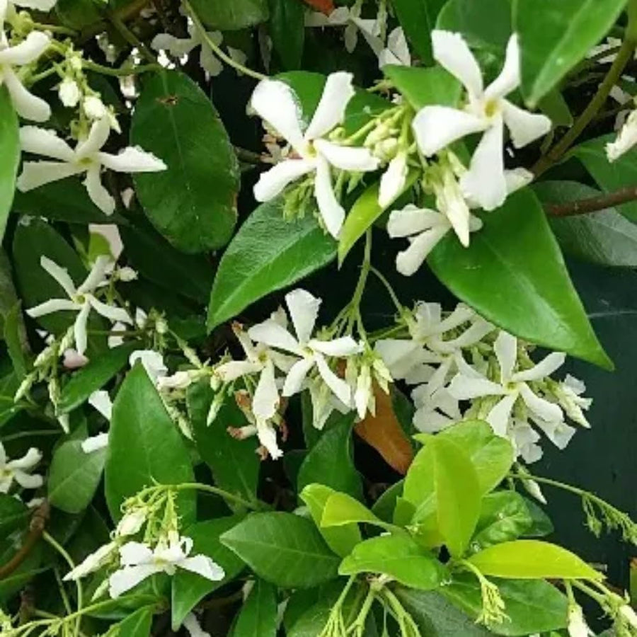 3 Star Jasmine Plants Live, 5 to 6 Inc Long, Green Jasmine Flower Plant Indoor Live