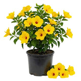 Set 7 Hibiscus Cuttings, Hardy Hibiscus Plants Live, Vibrant Blooming Flower, Well-Rooted Plant for Home Garden Indoor Outdoor (Yellow)