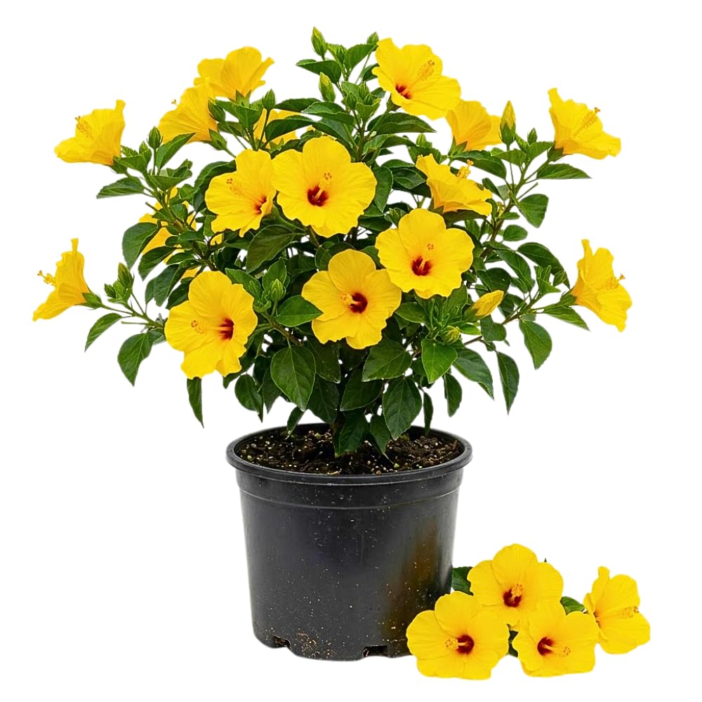 Set 7 Hibiscus Cuttings, Hardy Hibiscus Plants Live, Vibrant Blooming Flower, Well-Rooted Plant for Home Garden Indoor Outdoor (Yellow)