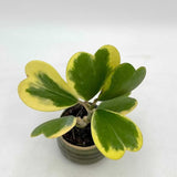 Hoya Kerrii Variegated Plant Live, Hoya Heart Leaf Live in 2 Inches Pot, Indoor Outdoor Houseplant