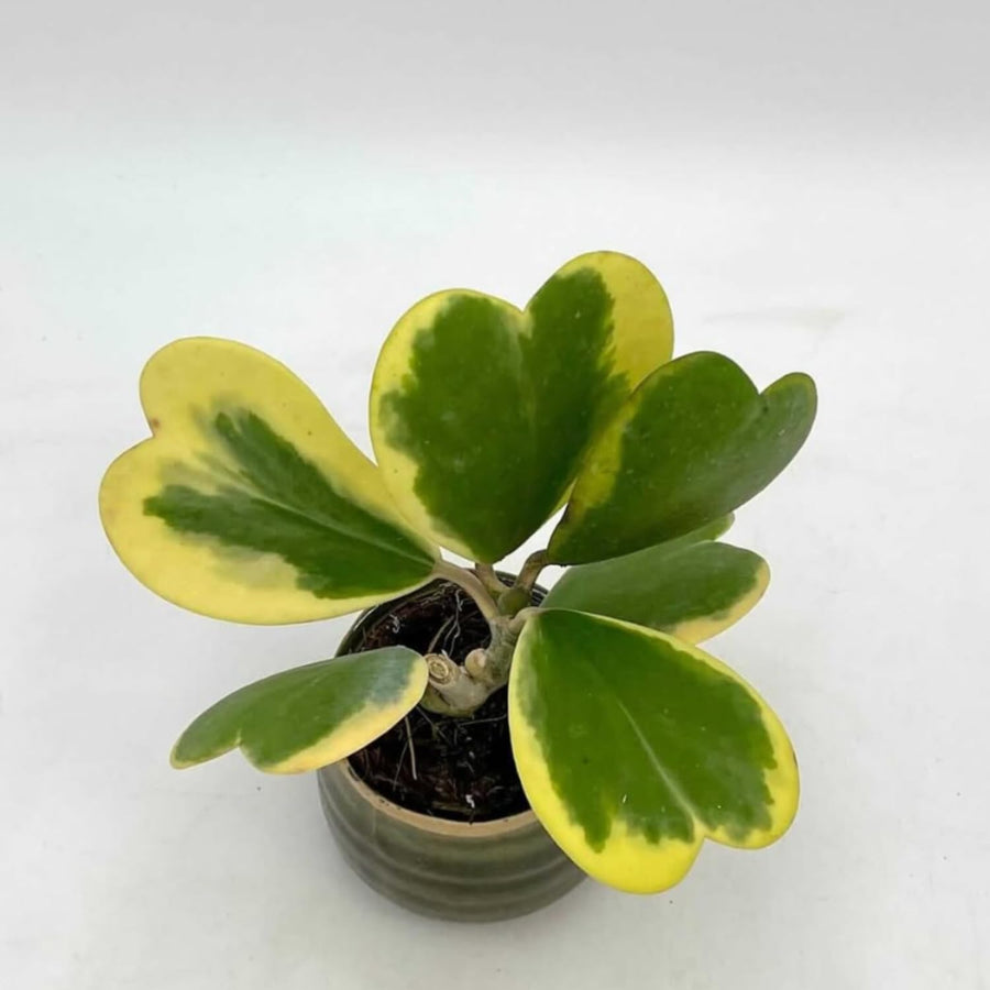 Hoya Kerrii Variegated Plant Live, Hoya Heart Leaf Live in 2 Inches Pot, Indoor Outdoor Houseplant