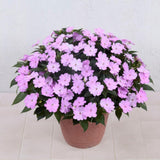 Light Purple Impatiens Live Plant in 4-Inch Pot, Impatiens Plant 3-5 Inch Tall, Flowering Annual for Gardens and Containers