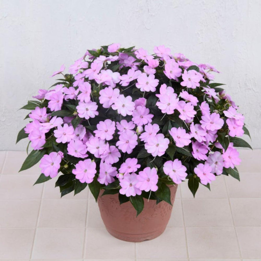 Light Purple Impatiens Live Plant in 4-Inch Pot, Impatiens Plant 3-5 Inch Tall, Flowering Annual for Gardens and Containers