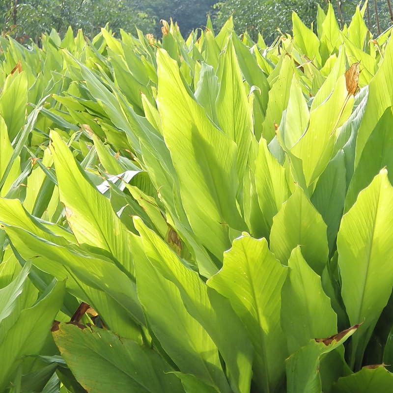 Curcuma Turmeric Ginger Plant Live for Planting, Hawaiian Ginger Flower Plant, Tropical Ginger Plant Well-Rooted for Indoor Outdoor Growing, 5-9" Tall