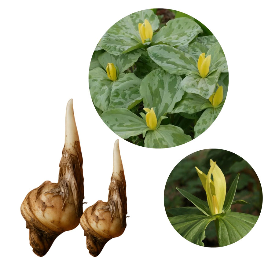 Set of 5 Yellow Trillium Bulbs, Large Bulbs, Trillium Bulbs for Planting, Trillium Bulbs Bulk for Garden, Trillium Flower Bulbs, Ready to Plant