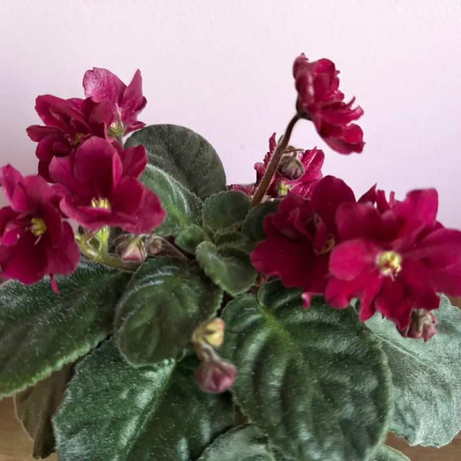 African Violets Live Plants, African Violet Plant Live in 4 Inches Pot, Violets Flowers Houseplant, 4-7 Inches Tall for Home Office Decor (Burgundy Red)