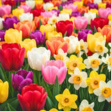 Set of 10 Flower Bulbs, Mixed Tulip and Daffodil Bulbs, Spring Blooming Bulbs for Garden Planting