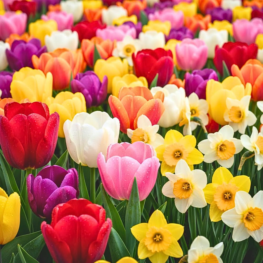 Set of 10 Flower Bulbs, Mixed Tulip and Daffodil Bulbs, Spring Blooming Bulbs for Garden Planting