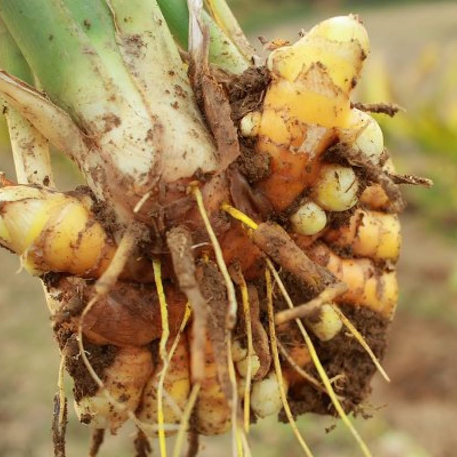 15 Yellow Turmeric Roots for Planting, Curcuma Turmeric Rhizomes, Live Curcuma Roots, Hardy Perennial Herb Plants