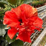Hibiscus Plant Live, Hardy Hibiscus Flowers for Outdoor Landscapes, 5-9 Inch Height, Ornamental Hibiscus Bush Shrub, Well-Rooted, No Pot
