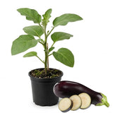 Purple Eggplant Plant in 4" Pot, 4-7" Tall Eggplant Vegetable Plants, Well Rooted, Eggplants Seedling for Home Garden Growing
