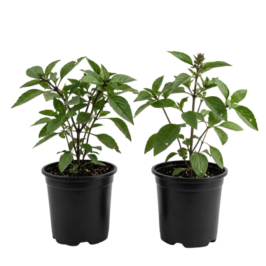 2 Live Thai Basil Plants 4 Inch Pot, High Yielding Basil Plant for Garden, Indoor or Outdoor Growing, Ready to Grow