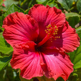 Hibiscus Flower Plant, Hibiscus Plants Live, Tropical Hibiscus Plant, Red Hibiscus, Zone 10 to 12, Size 5 to 7 Inch Tall
