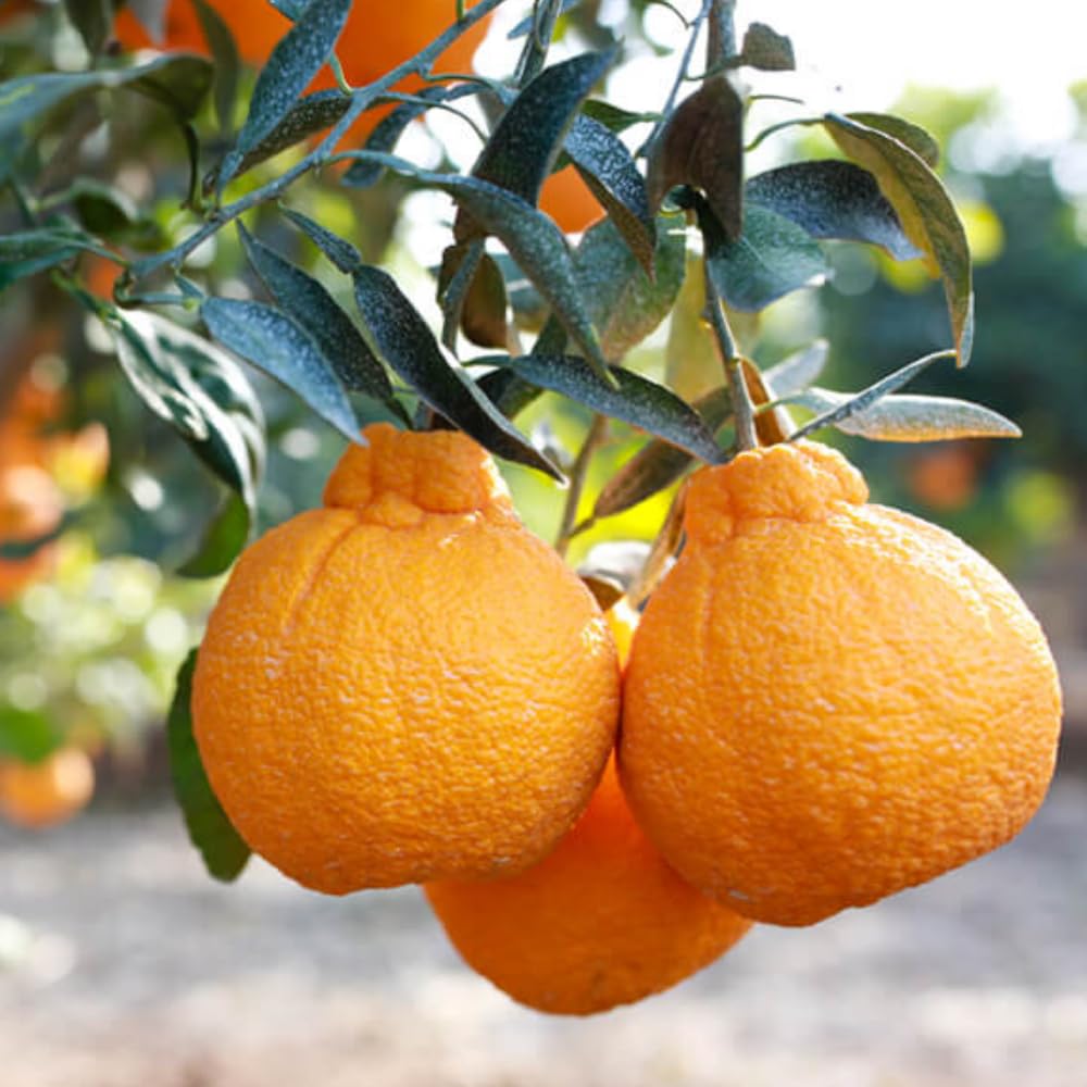 Ugli Tangelo Tree Live Plant, 3 Feet Tall Grafted Citrus Tree, Sweet Citrus Fruit Tree for Outdoor Planting, Orange Tree