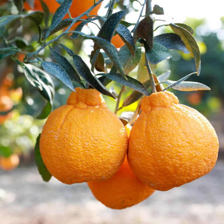 Ugli Tangelo Tree Live Plant, 3 Feet Tall Grafted Citrus Tree, Sweet Citrus Fruit Tree for Outdoor Planting, Orange Tree
