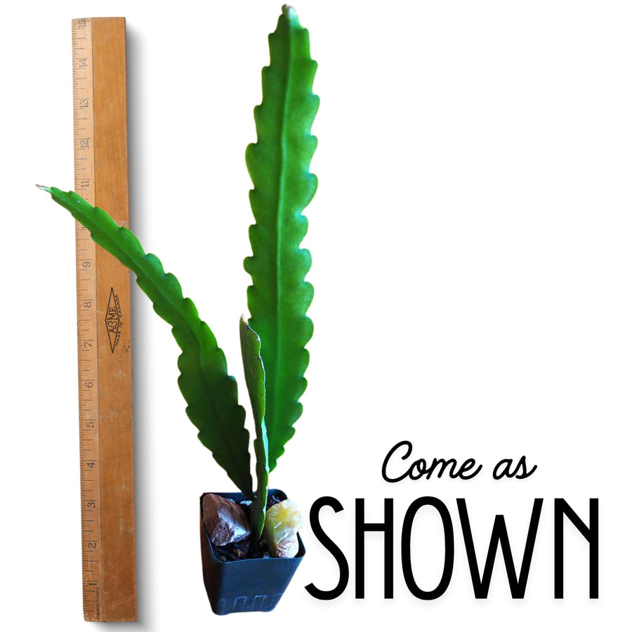 1 Feet Epiphyllum Orchid Cactus Plants Live, Vibrant Color Orchird Cactus Fully-Rooted in 4" Pot, Cold Hardy, Fragrant (Pink)