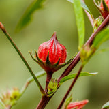 Sabdariffa Red Roselle Hibiscus Plant Live, Roselle Hibiscus Flowers, 8-12'' Tall in Half Gallon Pot, Red Sorrel Jamaica Live, Ready to Grow