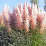 2 Plants of Pampas Grass Plants, Pink Pampas Grass Plants Live from 5 Inches in Height Ornamental Grass Plant Live Outdoor