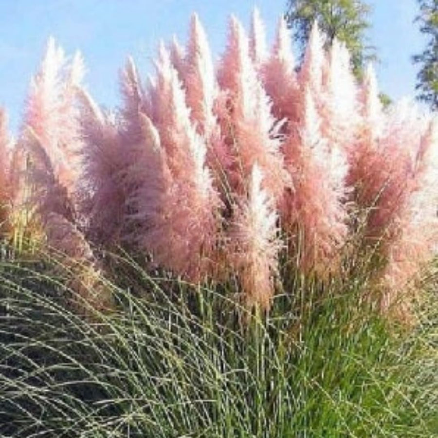 2 Plants of Pampas Grass Plants, Pink Pampas Grass Plants Live from 5 Inches in Height Ornamental Grass Plant Live Outdoor