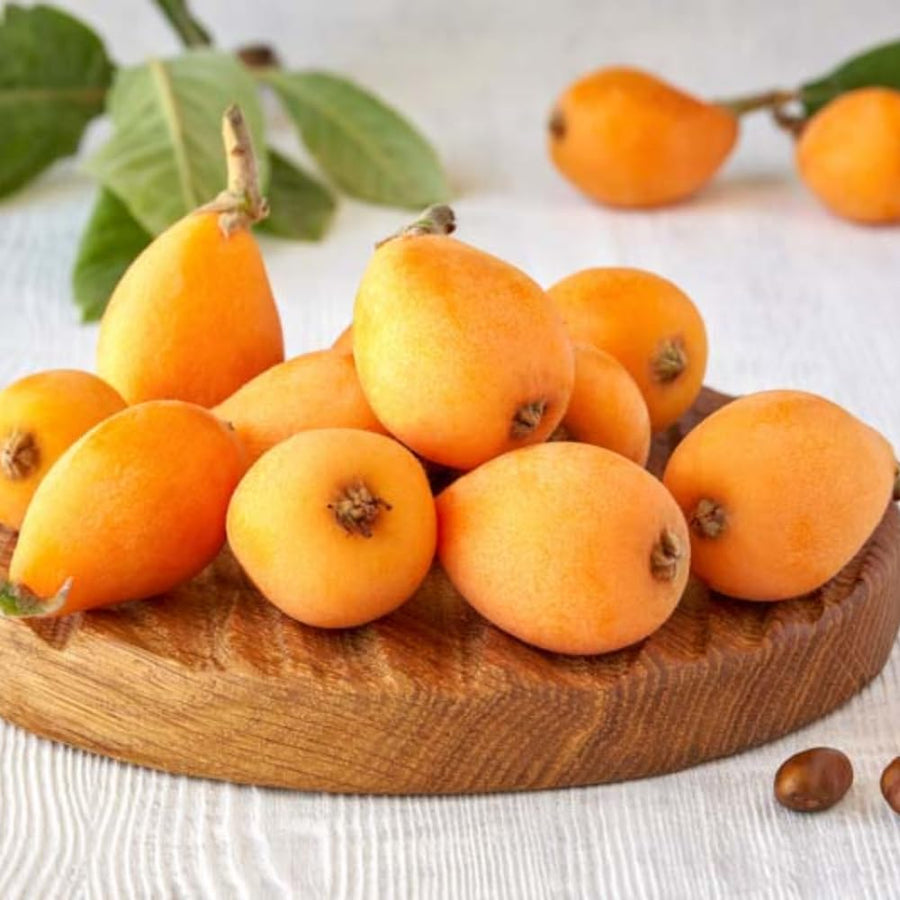 Live Golden Loquat Tree, Sweet Yellow Loquat Fruit Plant for Home Garden and Patio, 8-10" Tall, 4" Pot
