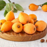 Golden Loquat Plant Live, Yellow Loquat Fruit Tree, 6-12" Tall, in 4" Pot for Outdoor or Container Growing