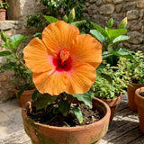 Orange Hibiscus Plant Live, Hardy Hibiscus Plants Live 5-7 Inches Tall, Vibrant Blooming Flower, Well-Rooted Plant for Home Garden Indoor Outdoor