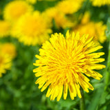 Dandelion Plant Live in 4 Inch Pot, Yellow Dandelion Live Plant, 4-6'' Tall, Live Dandelion Plants for Outdoor Planting, Well-Rooted, Edible Leaves