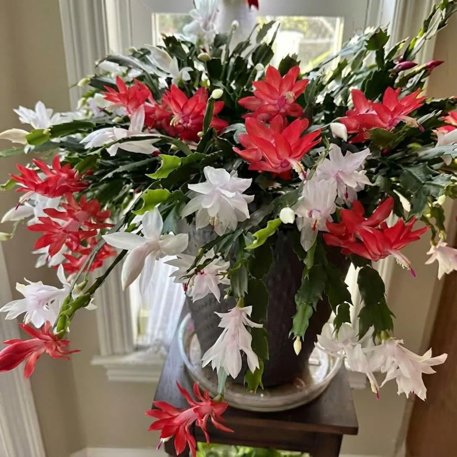 Live Christmas Cactus Plant, Red and White Flowers, Holiday Succulent in 6 Inch Pot for Indoor or Outdoor Growing