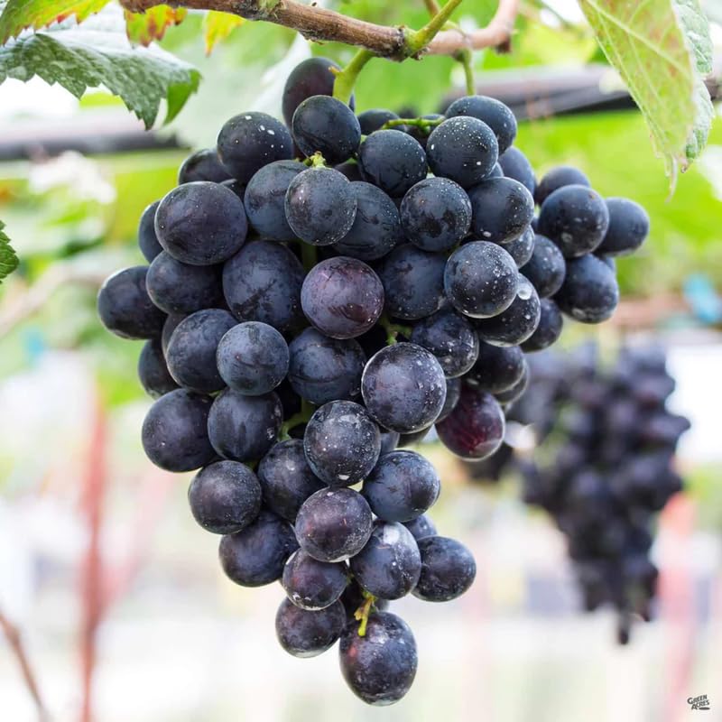 Black Grape Vine Plant Live for Planting, 1-2 Year Old, Bunch Grape Plant Live Grape Tree, Grape Fruit Tree for Planting