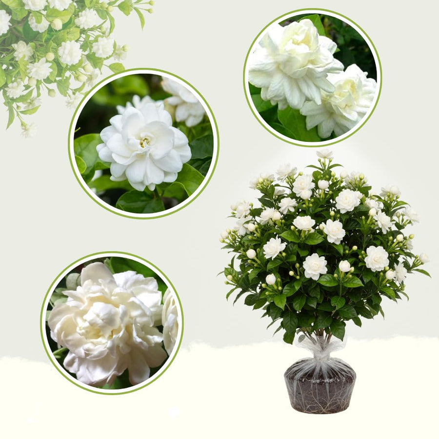 Grand Duke of Tuscany Jasmine Plants Live, Double Jasmine Live Plants, Arabian Jasmine Plant Indoor Live Fragrant Flower Garden Outdoor Planting