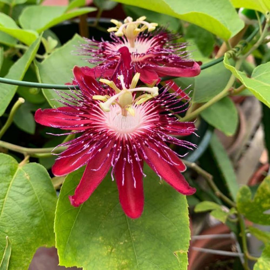 Burgundy Passion Flower Plant - Burgundy Passion Flower Vine Live Plant - Size 5 to 7 Inch Tall, Passiflora Flowers Starter Plant, Without Pot