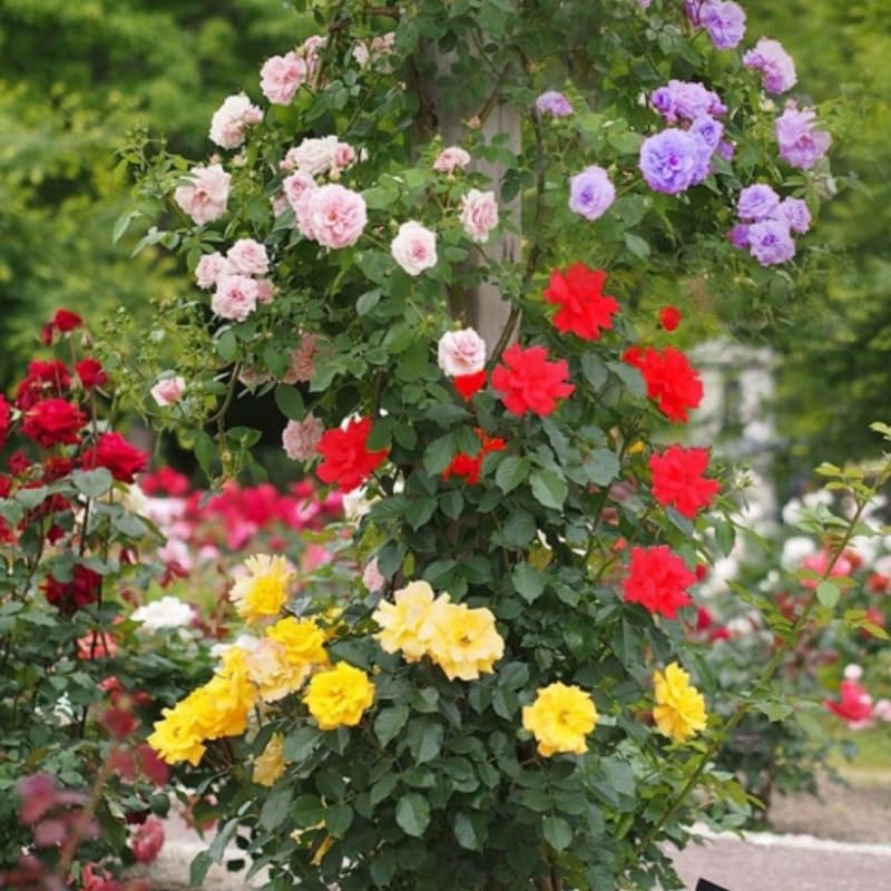 Random Climbing Bush Roses for Garden, Fragrant and Hardy Rose Plants for Outdoor Planting, No Pot, 5 to 9 Inc Tall Starter Plant Well-Rooted, Random Single Color Bloom