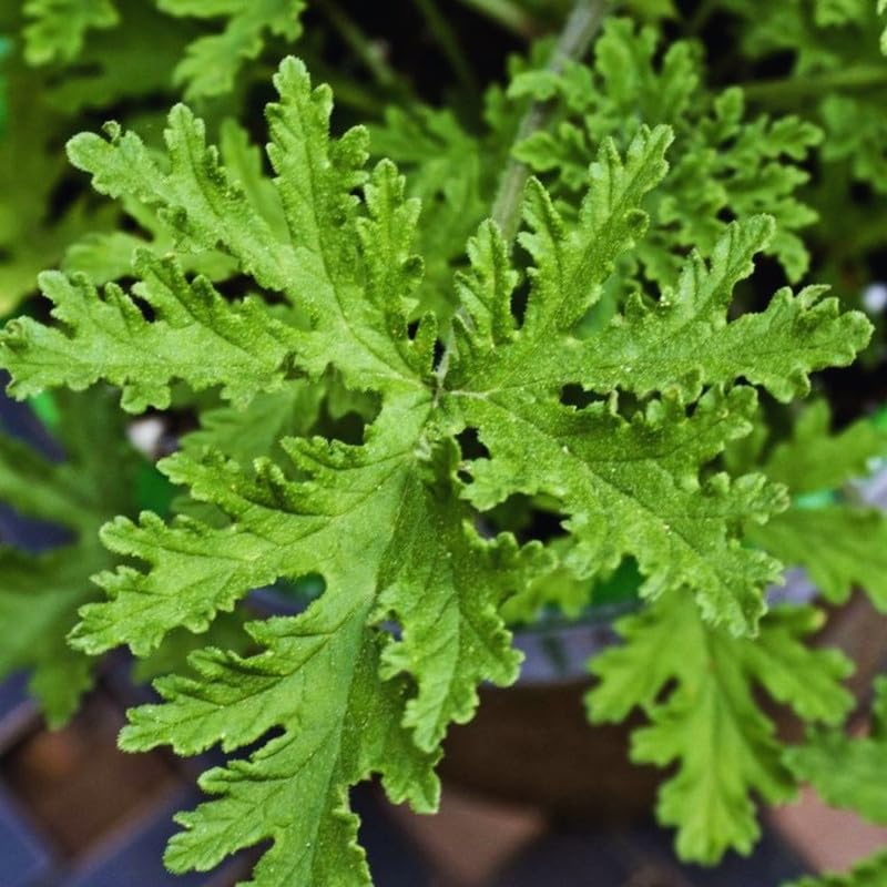 Live Citronella Plants, 4 Citronella Plants Live, Citronella Geranium Plants Live, Citronella Starter Plants for Growing, 4 to 7 Inc Tall Citronella Live Plants
