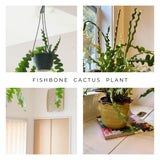 Fishbone Cactus Live Plant in Pot, Starter Epiphyllum Cactus for Hanging Basket Succulents Plant Live, 6-7" Tall in 2" Pot Houseplant Trailing Indoor