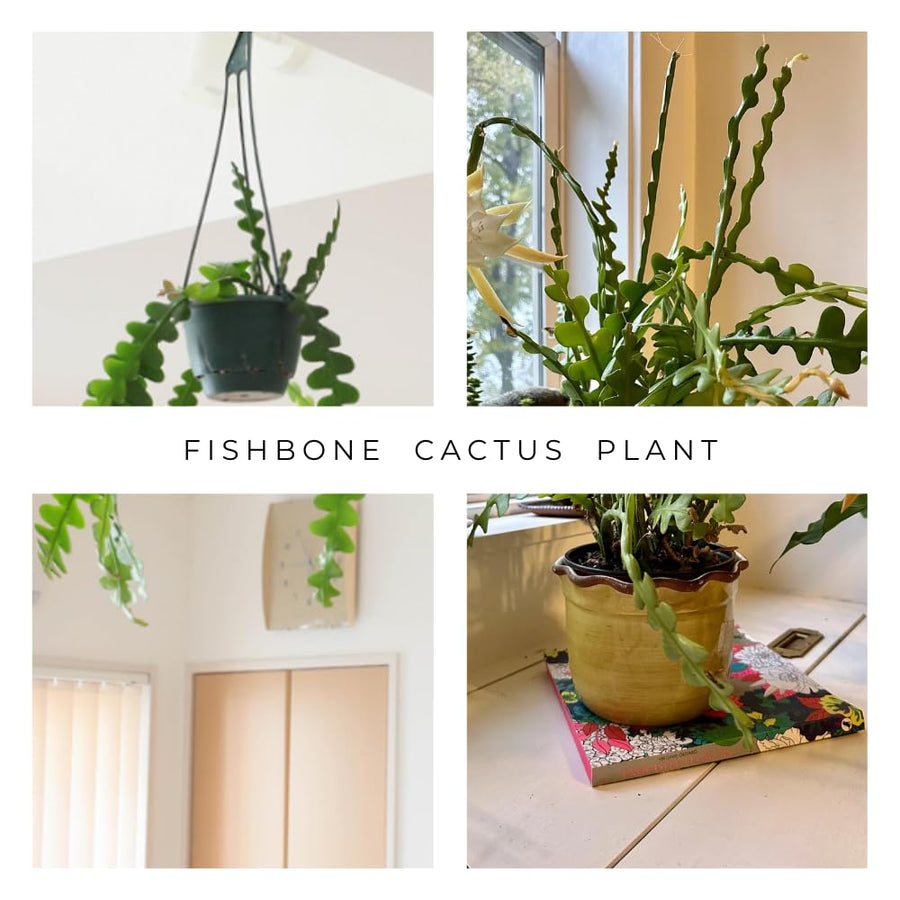 Fishbone Cactus Live Plant in Pot, Starter Epiphyllum Cactus for Hanging Basket Succulents Plant Live, 6-7" Tall in 2" Pot Houseplant Trailing Indoor