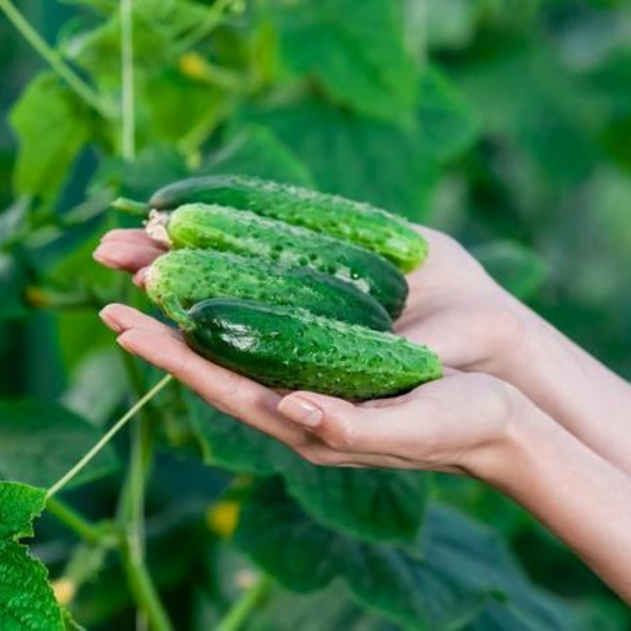 600+ Green Cucumber Seeds for Planting, Cucumber Vegetable Plant Seeds Garden, Vegetanle Seed