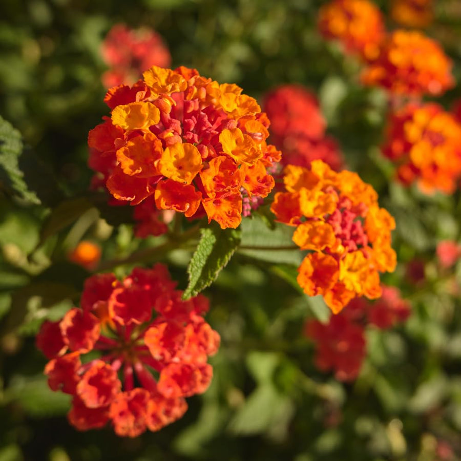 Set 3 Lantana Plants Live for Planting, 6-9 Inch Height, Ornamental Lantana Live Plants Ready to Grow (Yellow Gold Lantana)