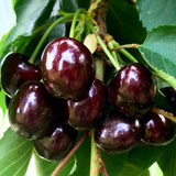2 Black Cherry Trees Live Plants for Planting, Sweet Cherry Plants Live Fruits Trees, Bareroots Dormant 1-1.5 Feet Tall, Wild Black Cherry Seedlings
