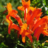 2 Orange Honeysuckle Plants Live for Planting, Size 3 to 5 Inch Tall Honeysuckle Plant, Perennial Flower Vine Shrub for Grow Outdoors, Well Rooted