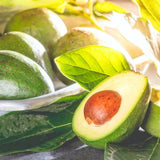 HASS Avocado Tree Live Plant, 8-10 Inches Tall, Hardy Avocado Fruit Tree for Indoor or Outdoor Growing