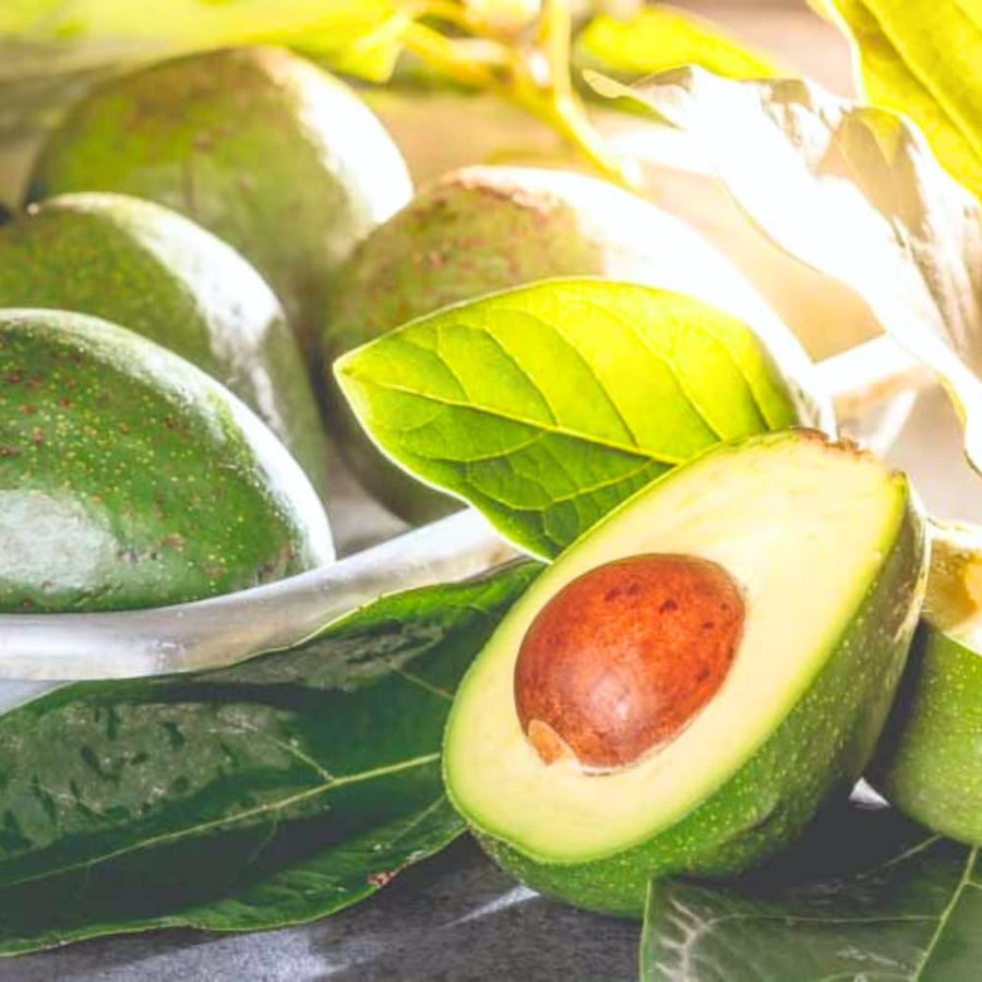 HASS Avocado Tree Live Plant, 8-10 Inches Tall, Hardy Avocado Fruit Tree for Indoor or Outdoor Growing