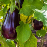 100 Black Eggplant Seeds for Planting, Eggplants Seeds, Vegetable Plant Garden