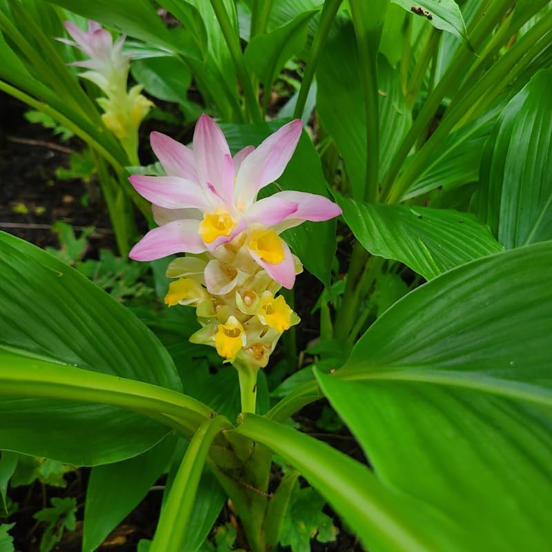 Pack 2 Curcuma Turmeric Ginger Plants Live - Size 5-8 Inch Tall - Live Ginger Vegetable for Planting - Ginger Seedlings